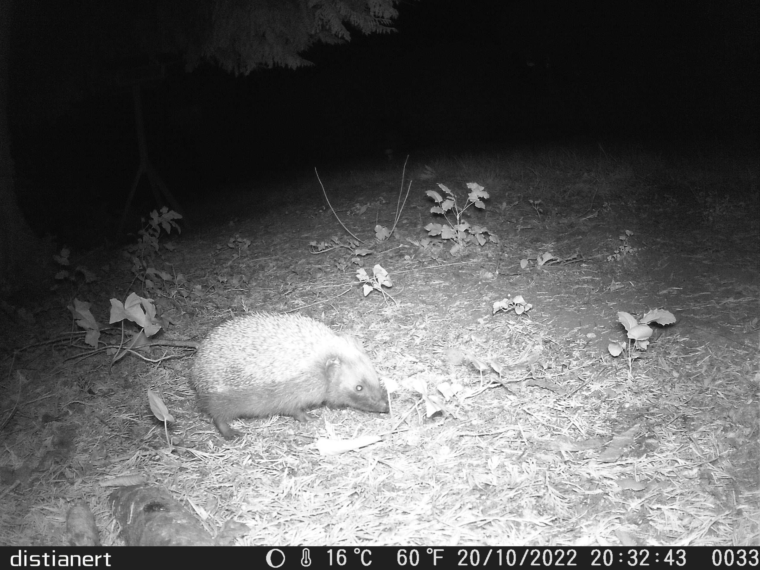 Was unser Igel wirklich mag › Gartenblock Was unser Igel wirklich mag › Gartenblock